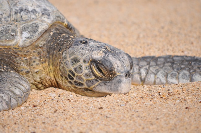 sea turtle resting on beach