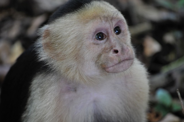 Manuel Antonio Costa Rica