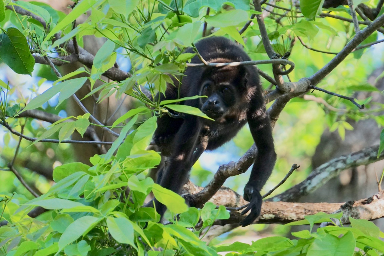 howler monkey in tamarindo